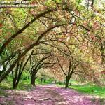 central-park-spring-blossoms