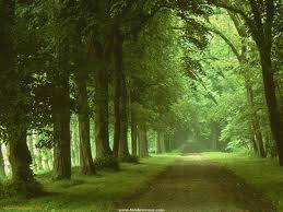 nature nature